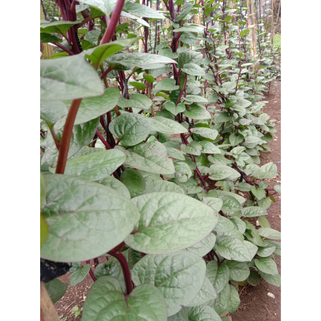 

daun binahong merah segar 115 gr order baru petik