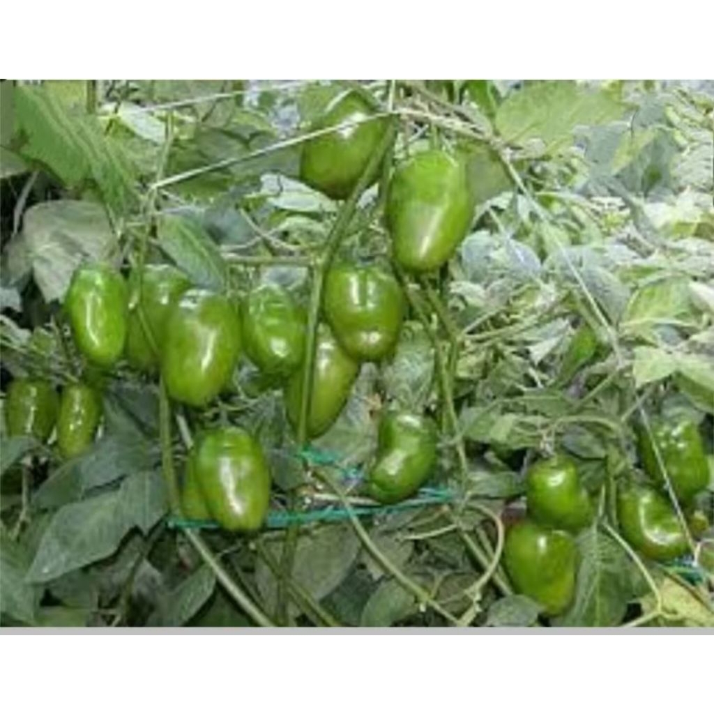 

cabe gendot murah segar dan besar fres500 gram fres dan barang super gered A./di mix bisa chat dulu penjual to