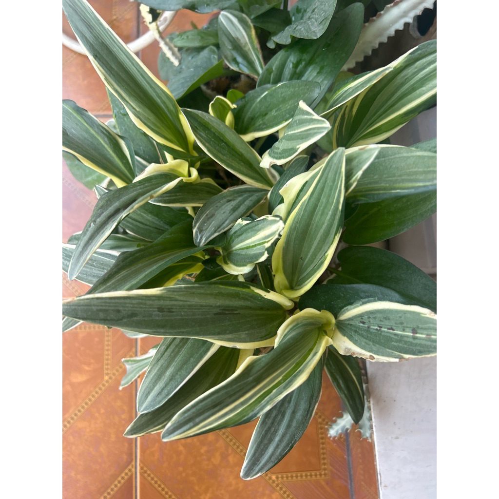 lidah katak varigata