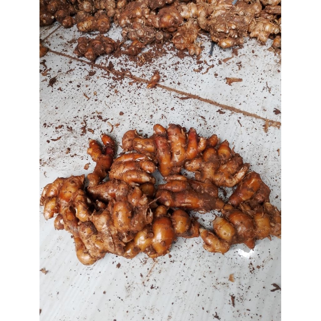 

KENCUR SEGAR DAN BESAR BUAT SEBLAK DLL 5KG