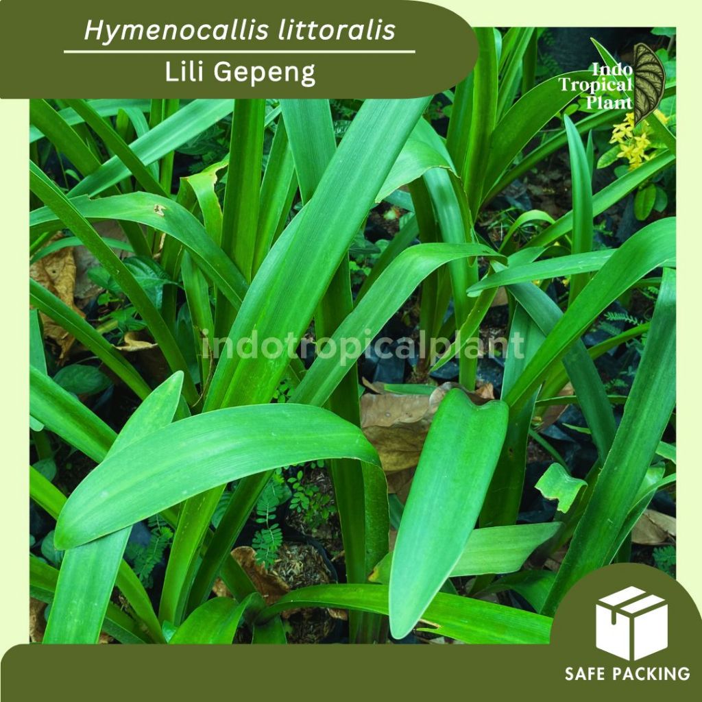 Tanaman Hias Lili Gepeng/ Hymenocallis littoralis / Hiasan Taman