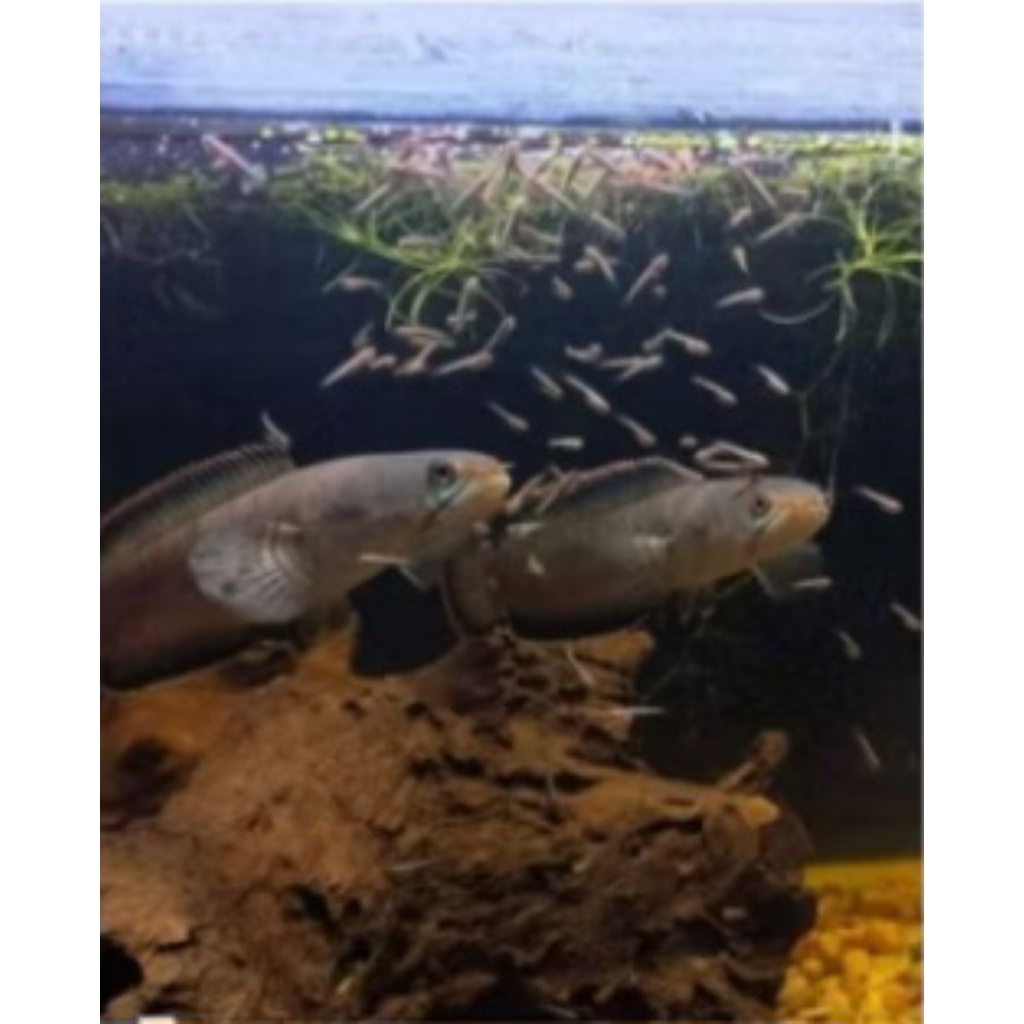 ikan channa limbata pair gendong anak