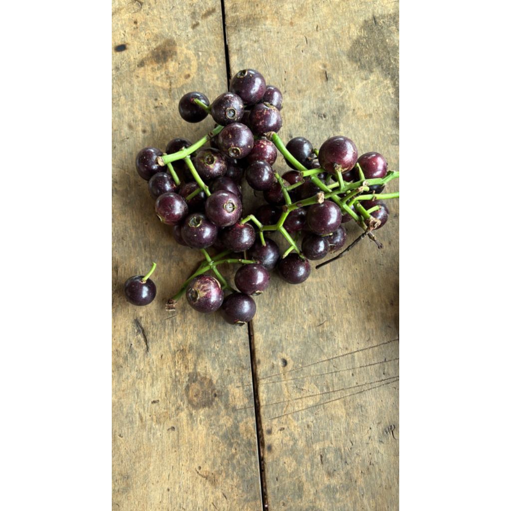 

buah kupa / gowok