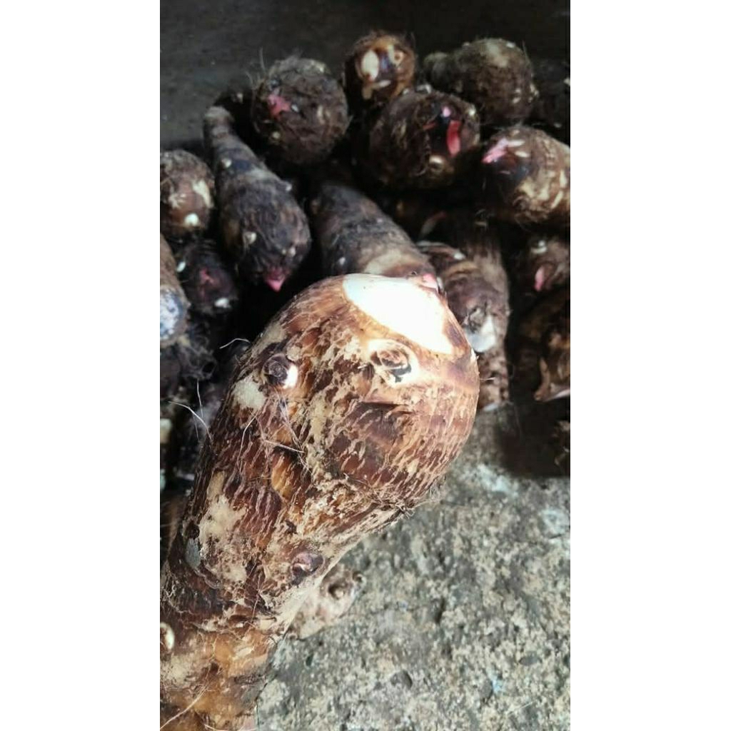 

Ubi Talas Entik Mbote Muria 1kg Fress