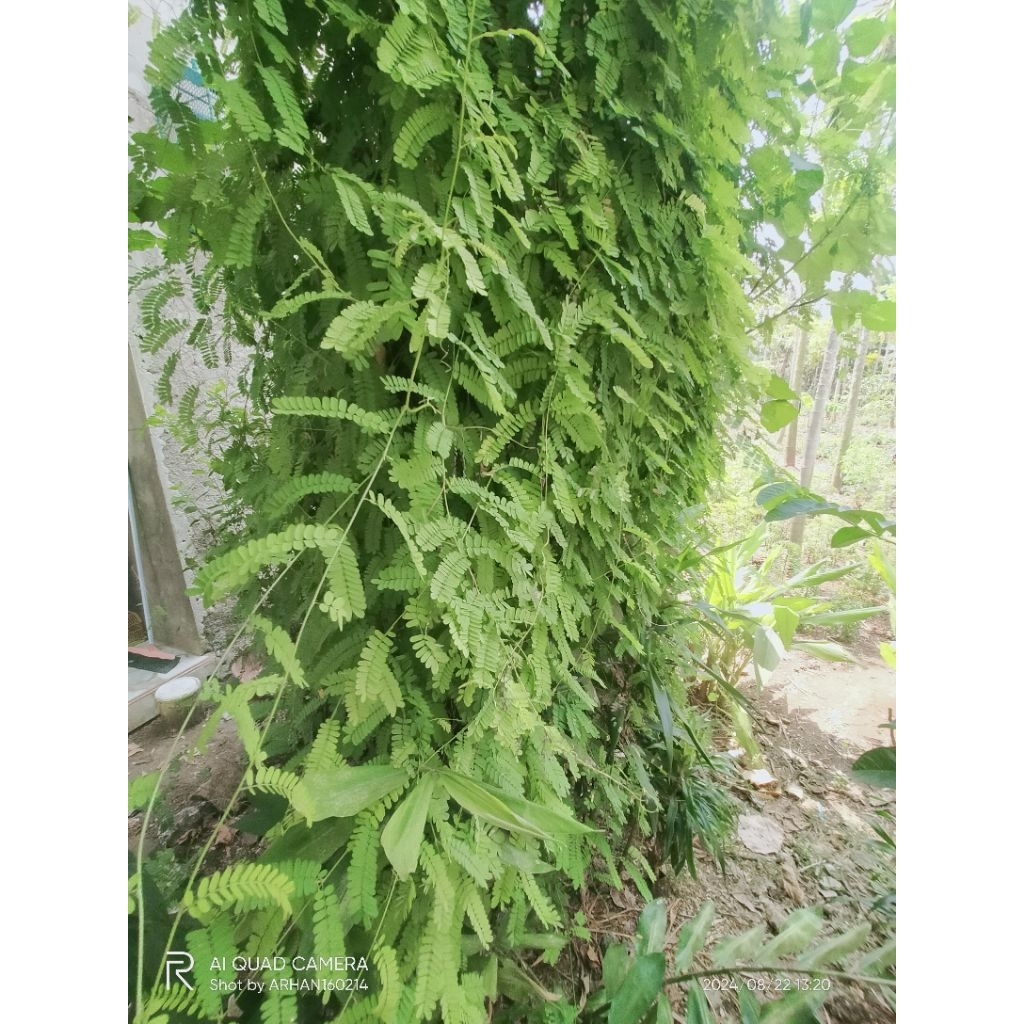 

daun saga segar isi 50 helai