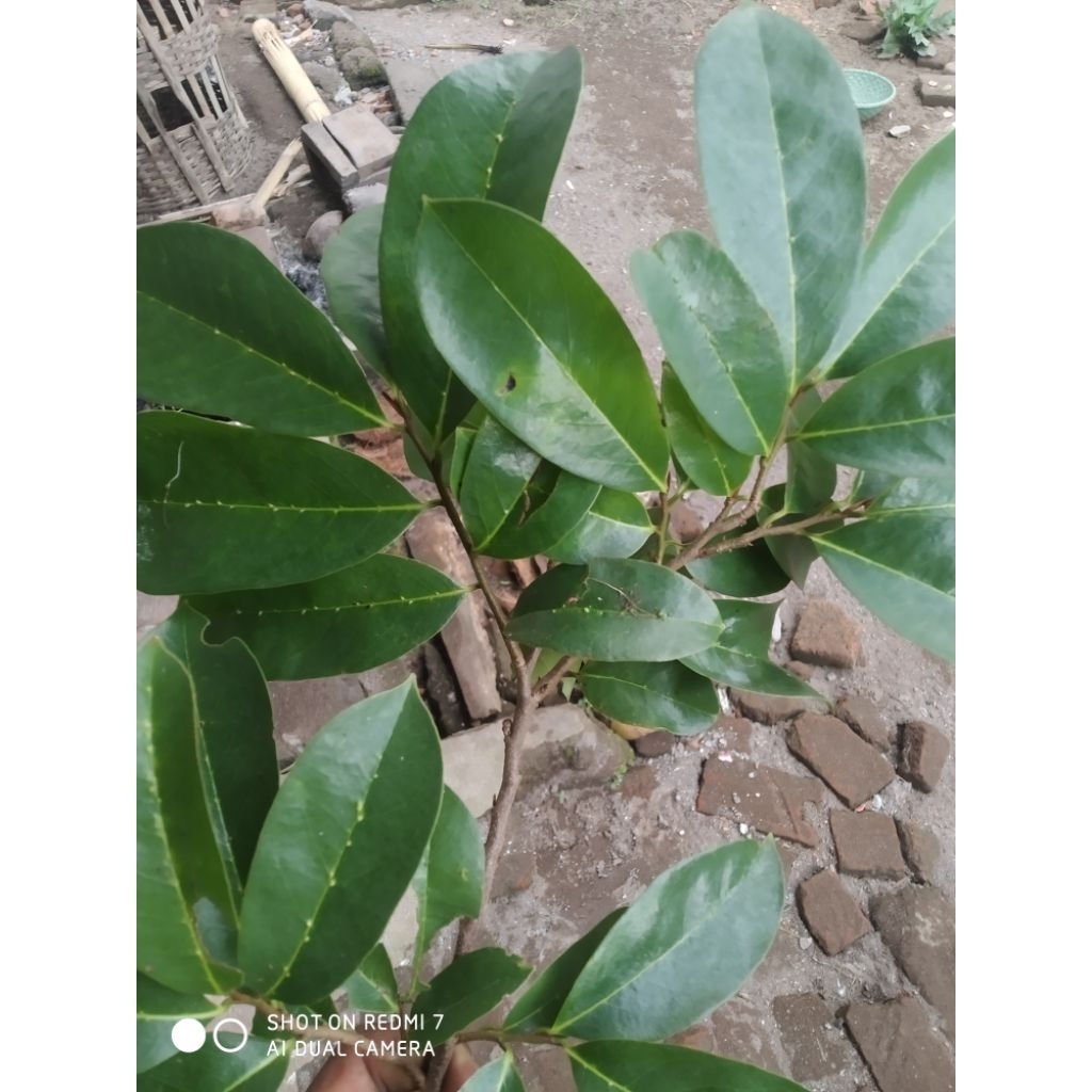 

daun sirsak herbal 50 lembar