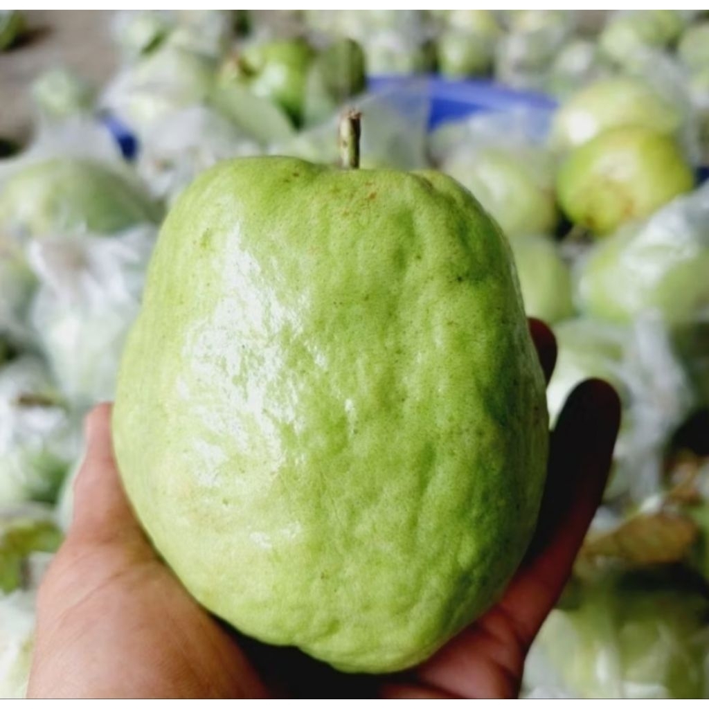 

Jambu Kristal Purworrejo Tanpa Biji Grade A