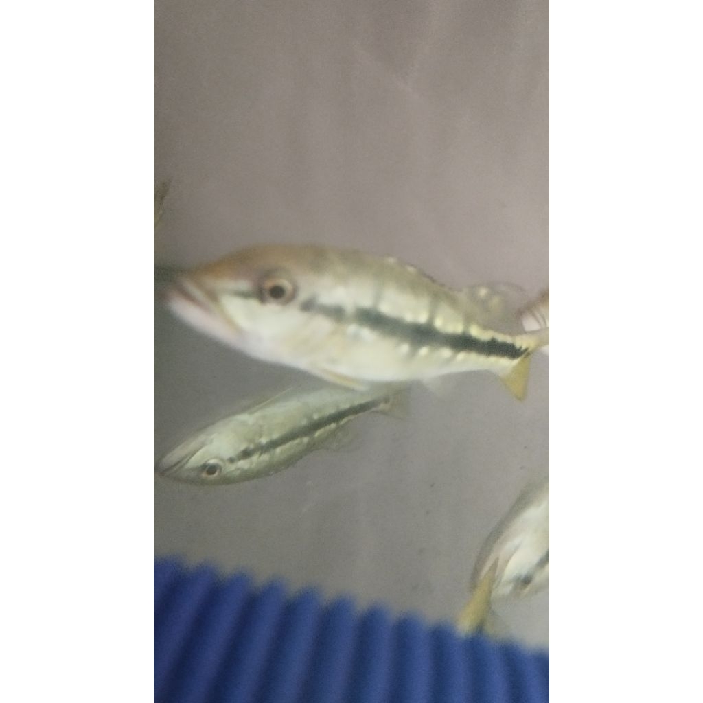 pbass Xingu marking tebal