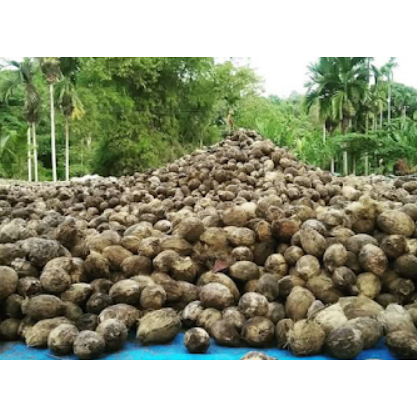 

1 Buah Pinang Kering (Areca catechu) Buah Jambe Kering