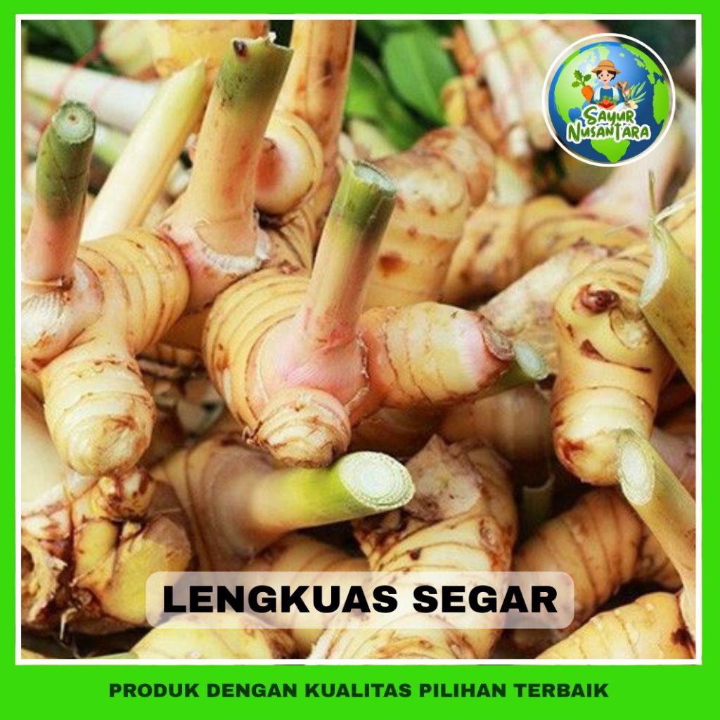 

Lengkuas Putih/ Laos Putih Segar Murah [1000g] COD