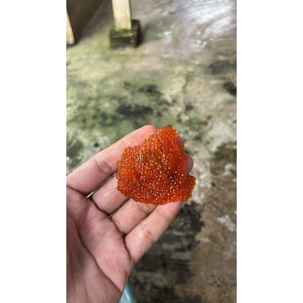 umpan galatama lele ts