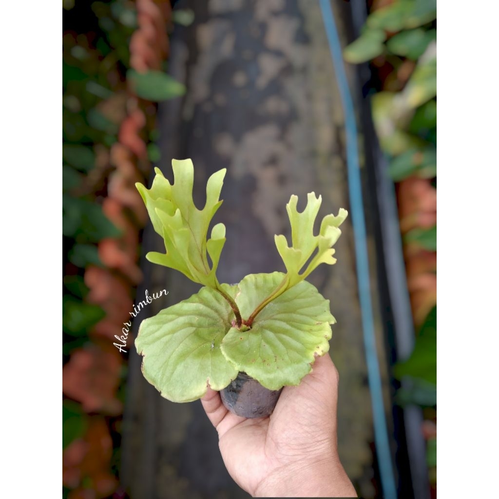 tanaman hias platycerium ridleyii / kadaka tanduk rusa