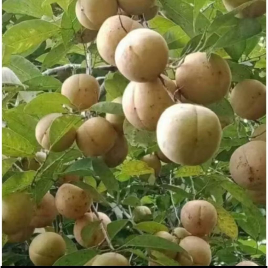 

Buah pala muda langsung petik dari kebun 1kg
