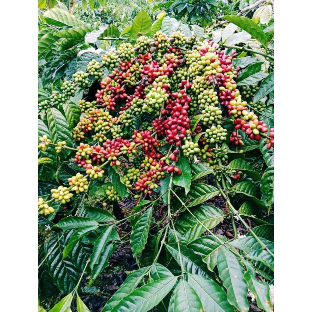 BIBIT KOPI ROBUSTA LAMPUNG KLON BAGIO