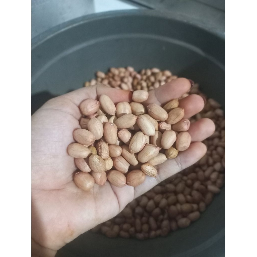 

kacang tanah madura