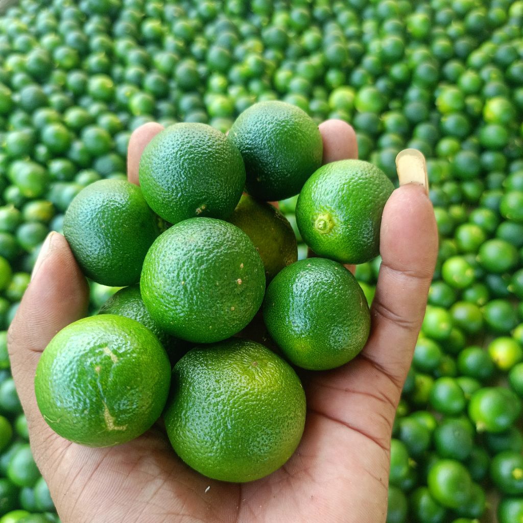 JERUK SONKIT BESAR/KECIL JERUK KASTURI JERUK SONKIT LEMONCUI JERUK SONKIT BOGOR