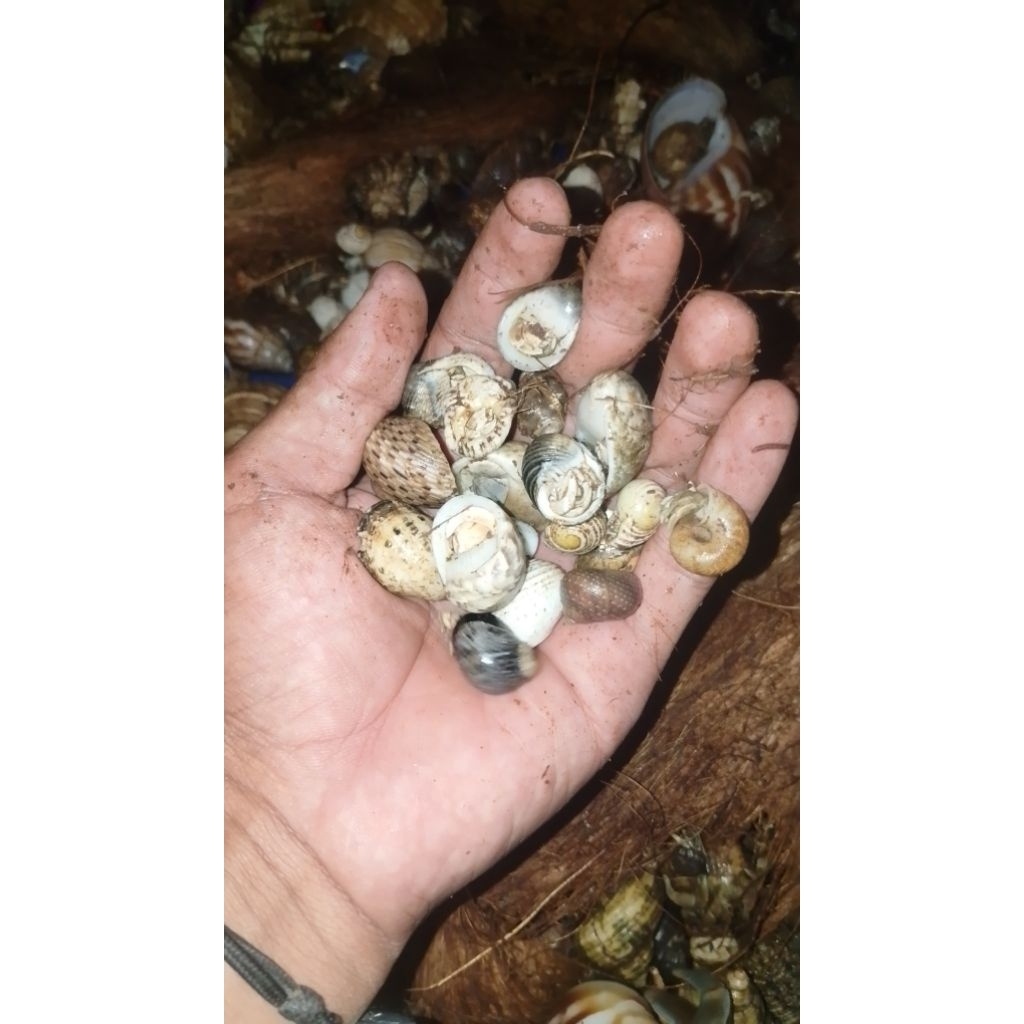 mainan miniatur kelomang kecil 25 biji