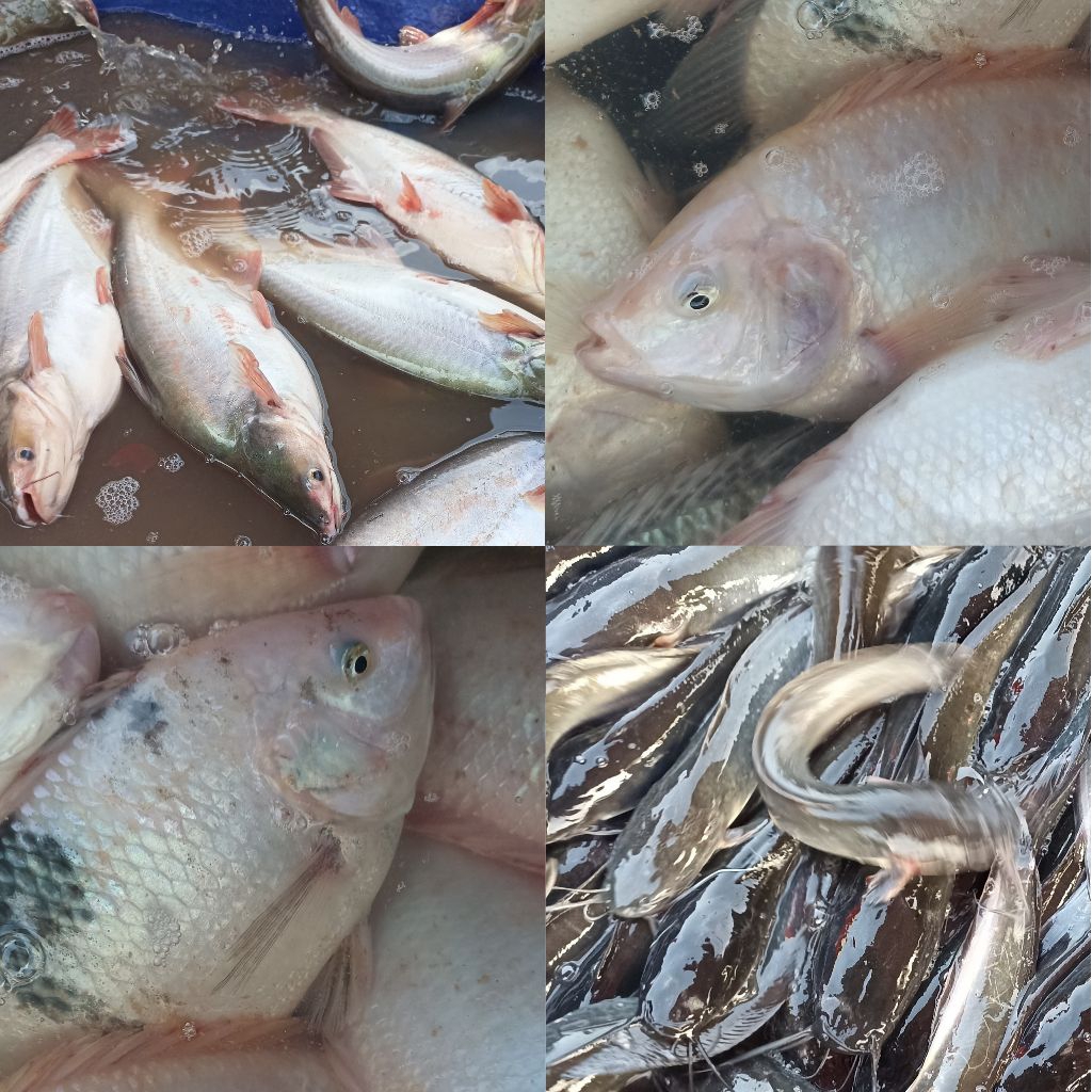 

INSTAN KOTA JAMBI Ikan Nila/Ikan Patin/Ikan Lele Segar