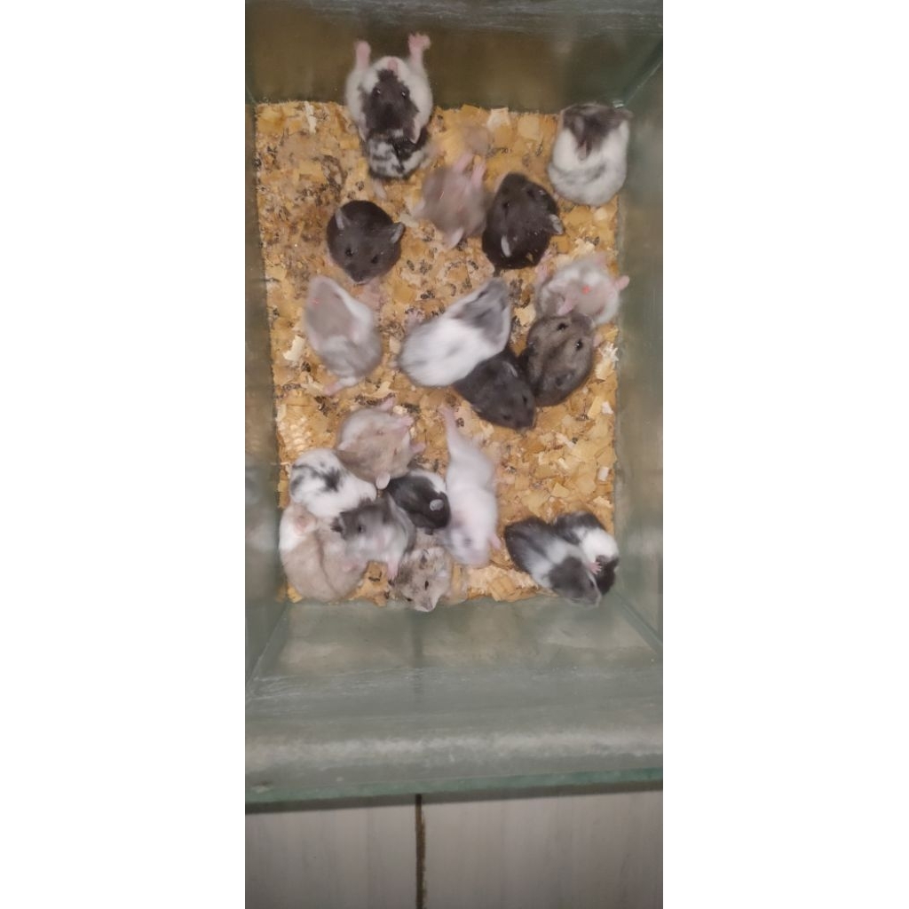 jual hamster campbell