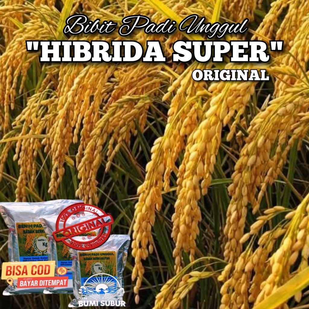 Benih Padi HIBRIDA SUPER ORIGINAL bibit padi unggul kualitas premium