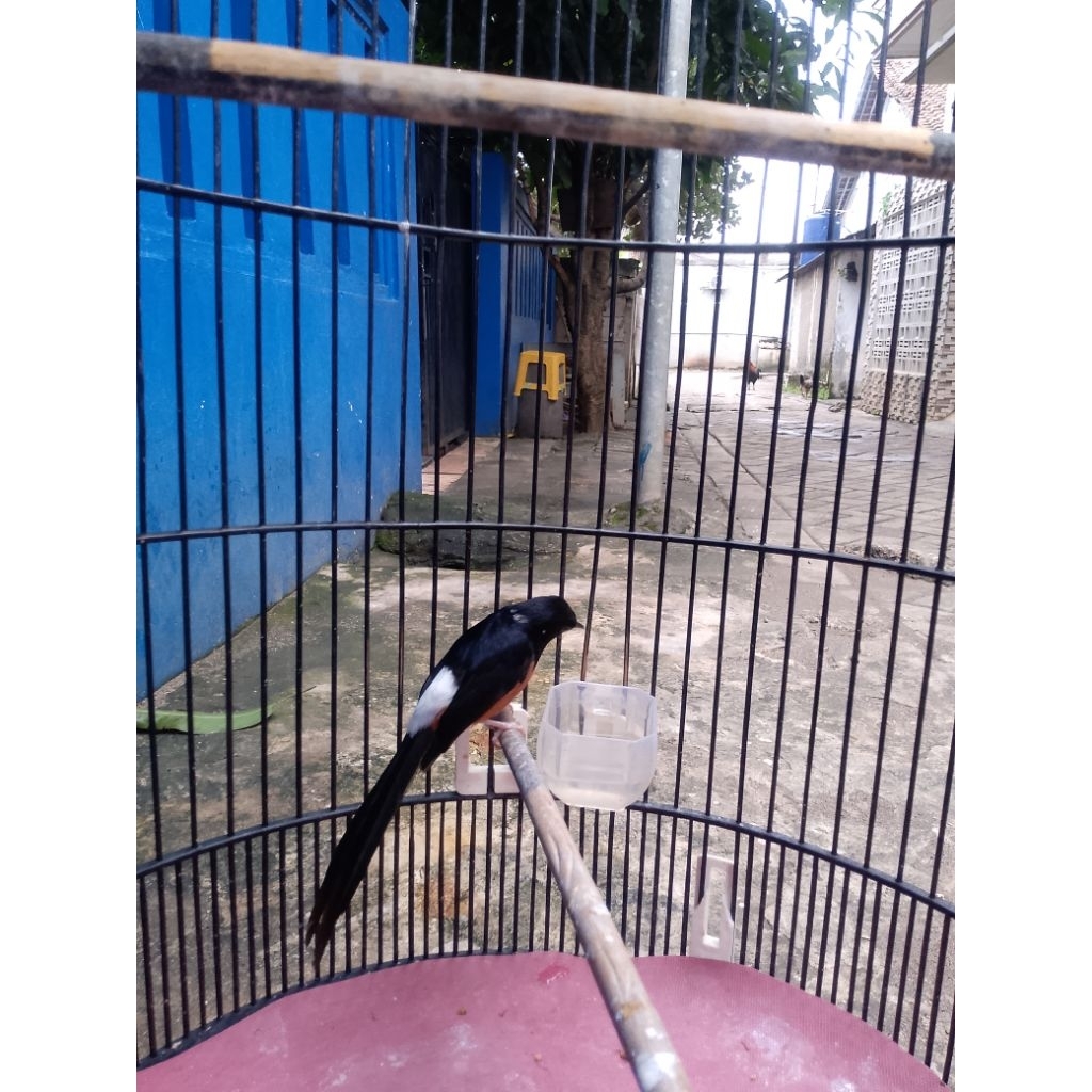 murai batu medan gen blorok gacor siap lomba