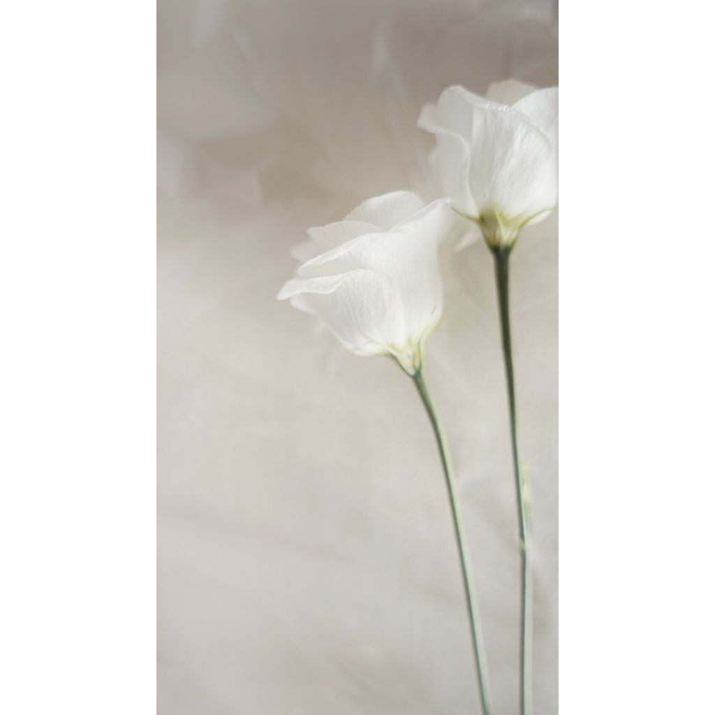 

CO 30k 2 kg by Request