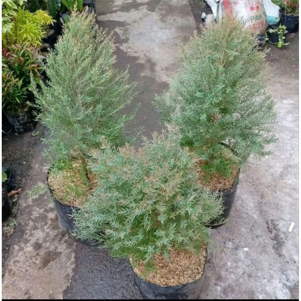 TANAMAN HERBAL KAYU PUTIH WANGI