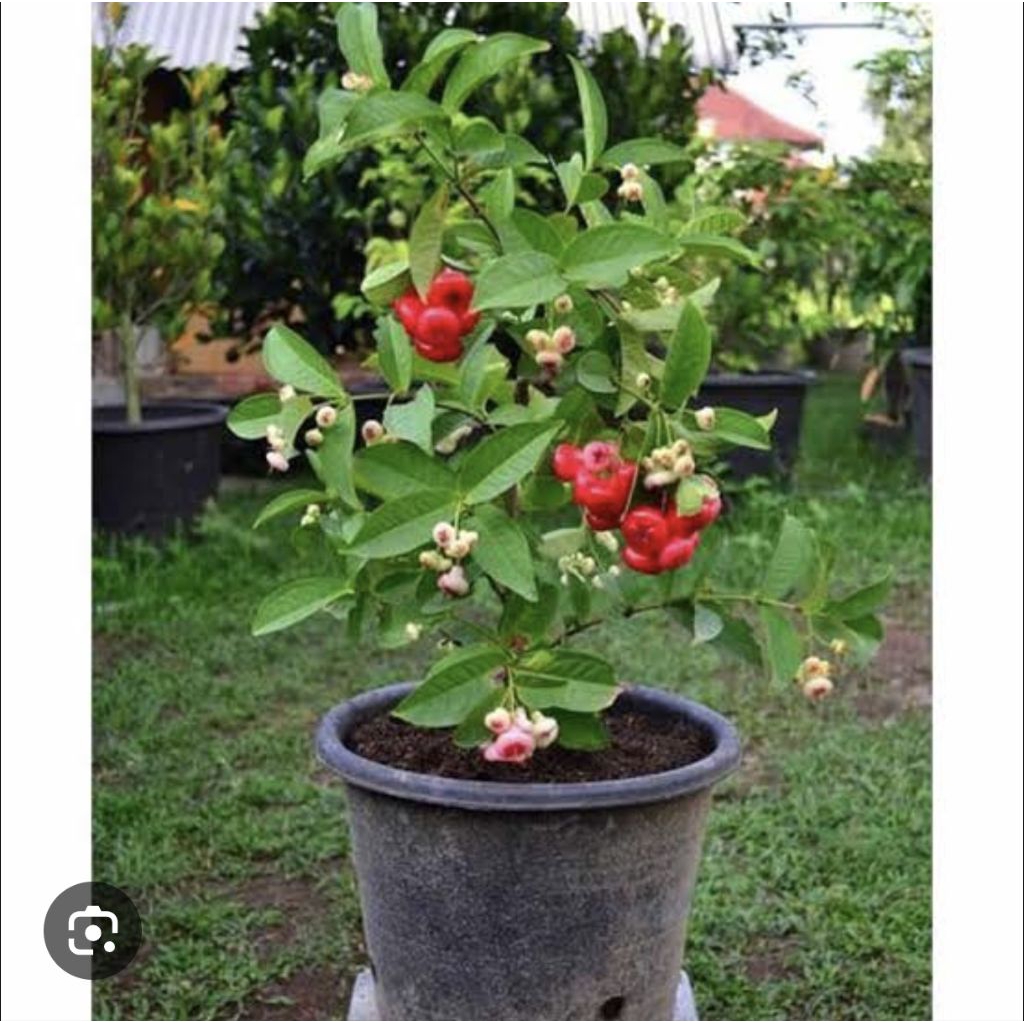 jambu air kancing rimbun indukan 3kg
