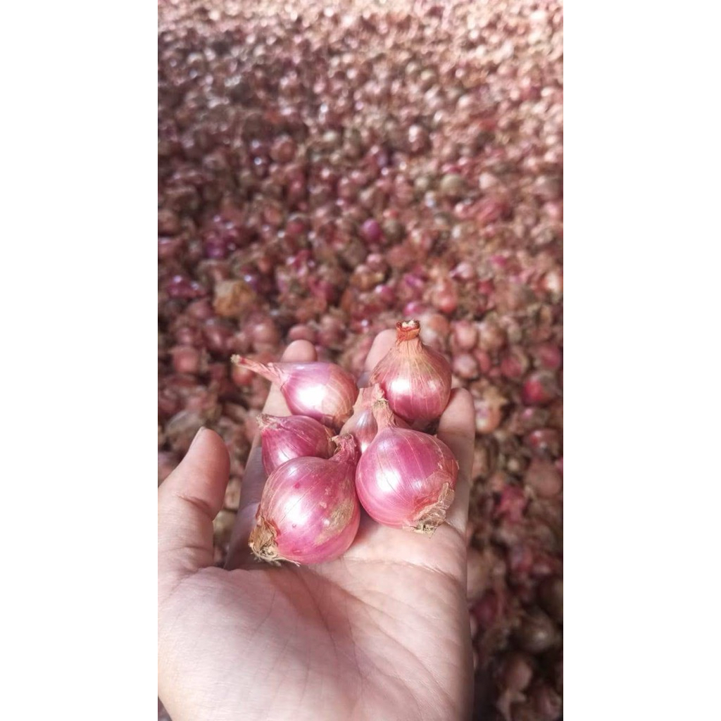 

BAWANG MERAH/SAYUR/BUMBU/BAWANG SEGAR