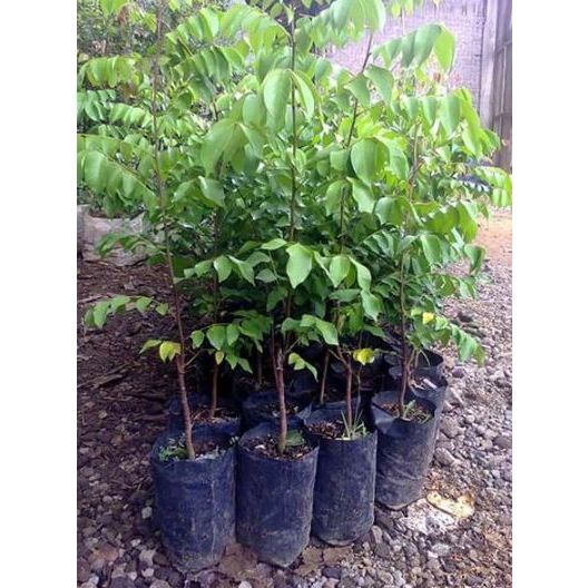 TANAMAN BIBIT BUAH BELIMBING MADU