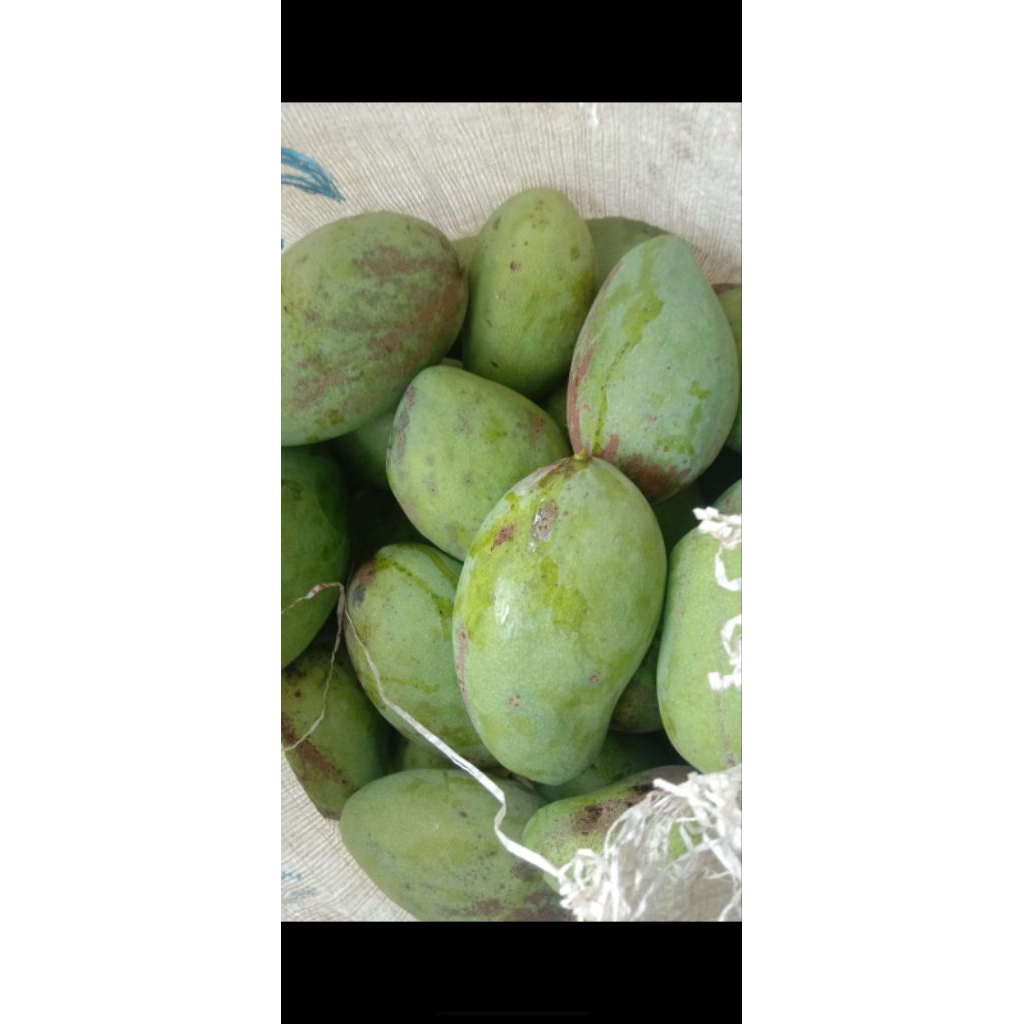 

mangga muda gadung 1kg