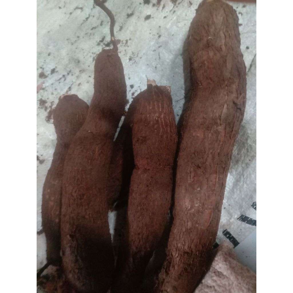 

singkong random mentega Apuy mawar