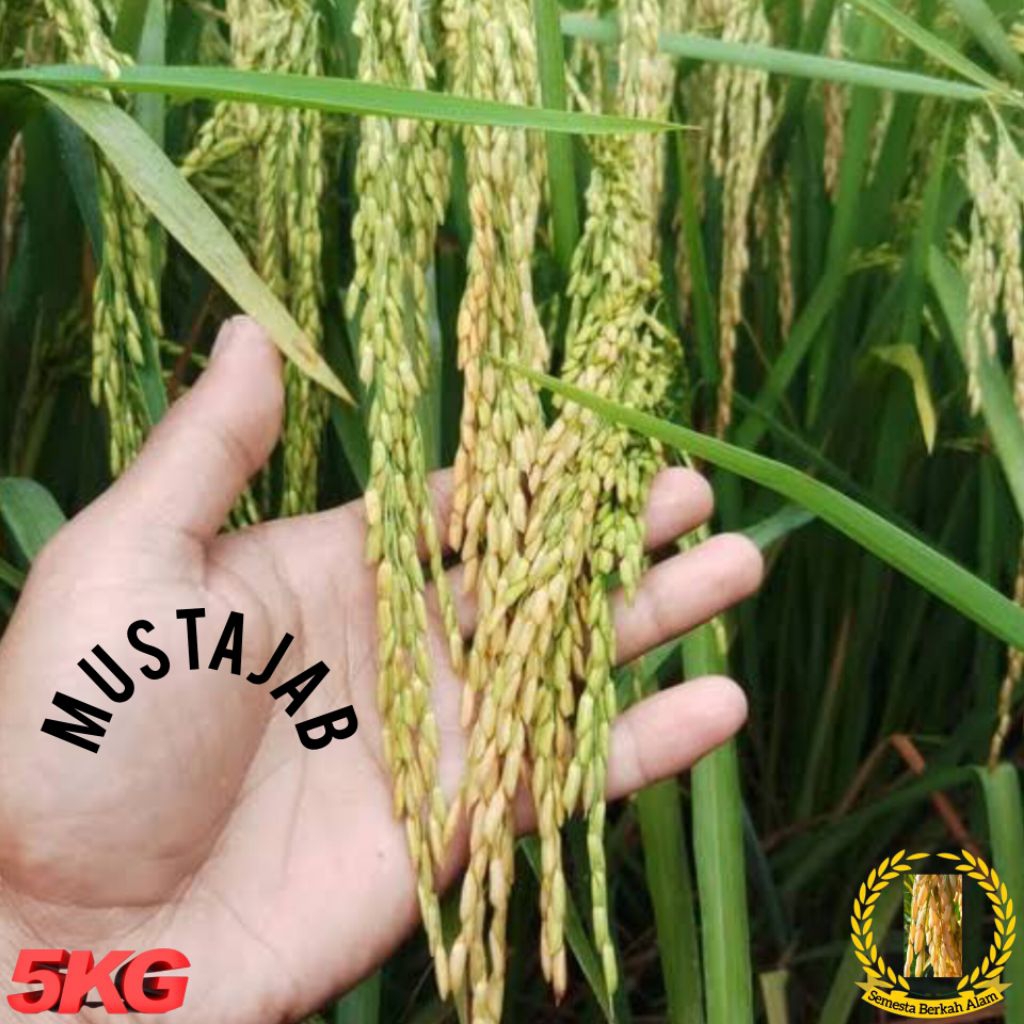 Bibit Padi Unggul Mustajab Super 5Kg