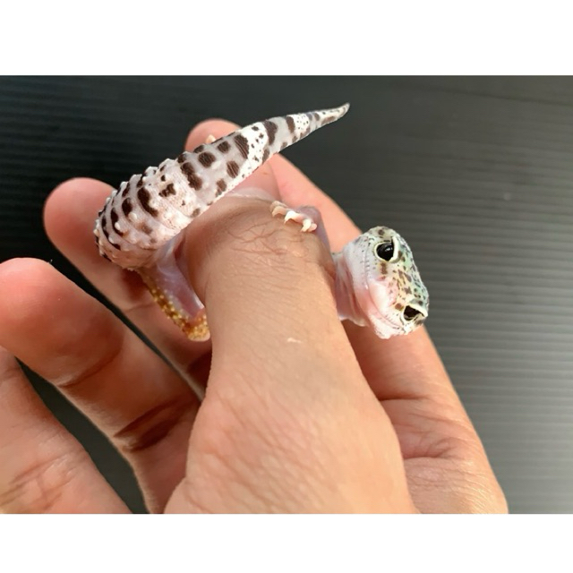 3d printer model leopard gecko , eclipse ph tremper albino afganicus blodline