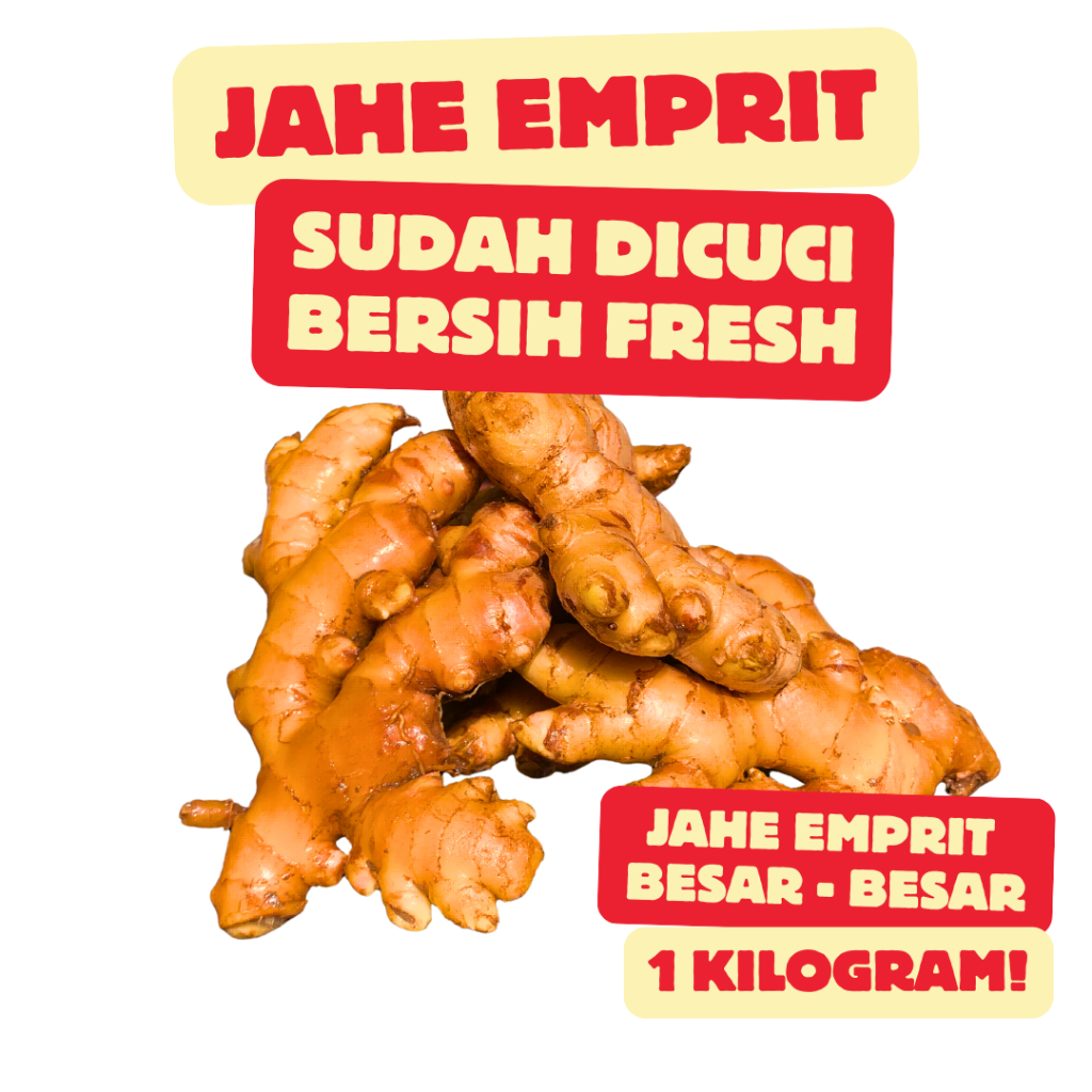 

Jahe Emprit Asli Murni 100% Sudah Di Cuci Bersih | Jahe Pedas Kuat Alami Jahe Emprit Petani Lokal