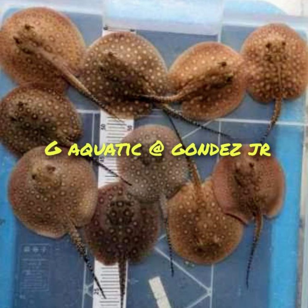 ikan pari motoro size 12-13cm