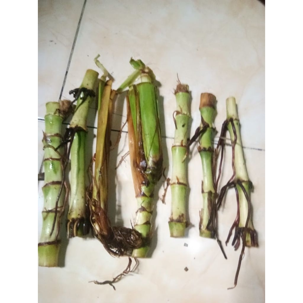 bibit rumput Guatemala