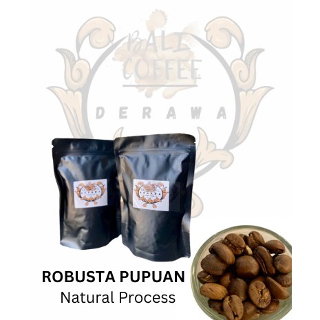 

Biji Kopi Robusta Asli Pupuan Bali