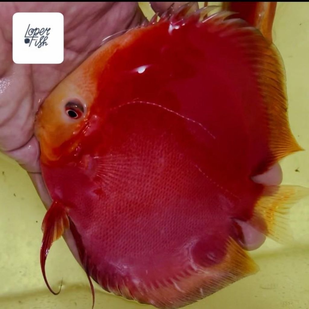IKAN DISCUS RED VALENTINE HB (HIGH BODY) grade super 2"/2inch - 2" up