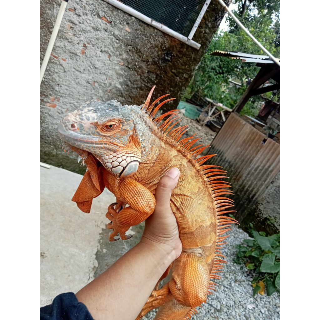 iguana super red