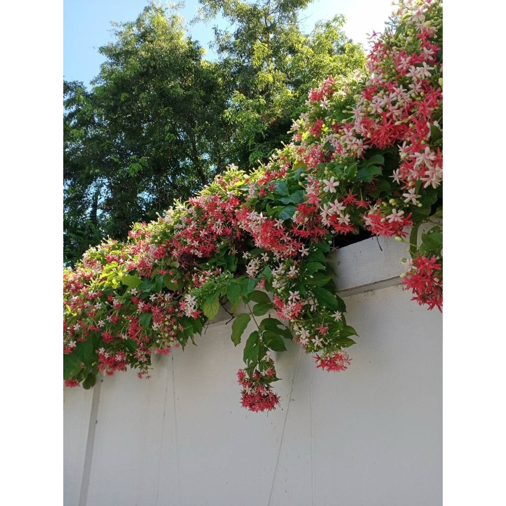 tanaman hias melati belanda rambat - melati belanda - bunga melati belanda bibit