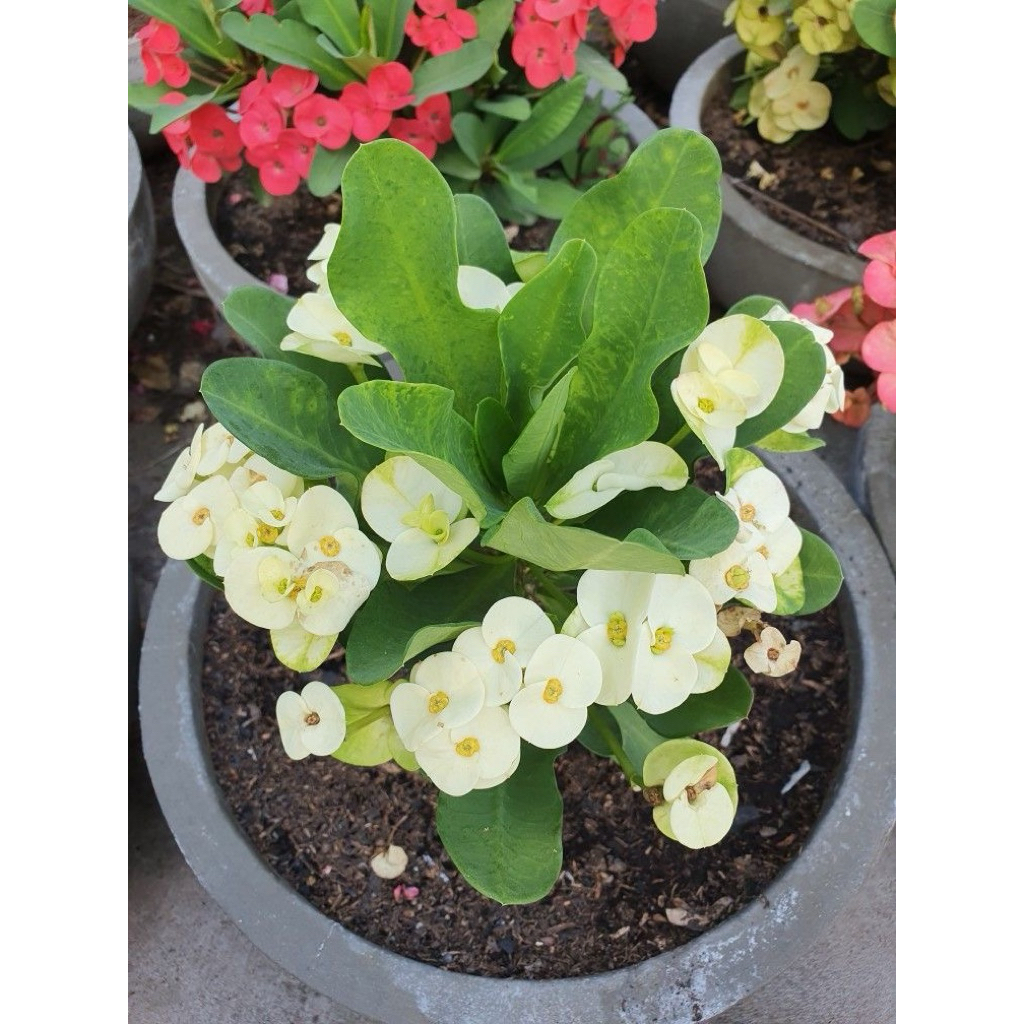 tanaman hias euforbia bunga putih - euforbia putih - eforbia