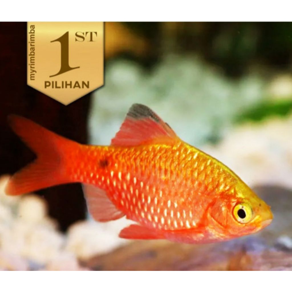 IKAN HIAS BARBIR isi 20 ekor