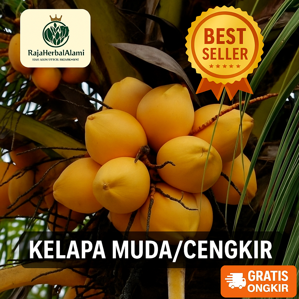 

Buah Kelapa Cengkir Kuning / Kelapa Gading | COD & GRATIS ONGKIR