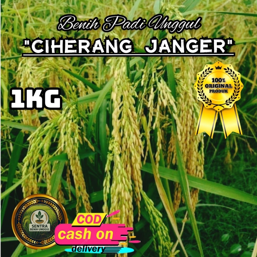 (1KG) Benih Padi CIHERANG JANGER Bibit Padi Super unggul kualitas super