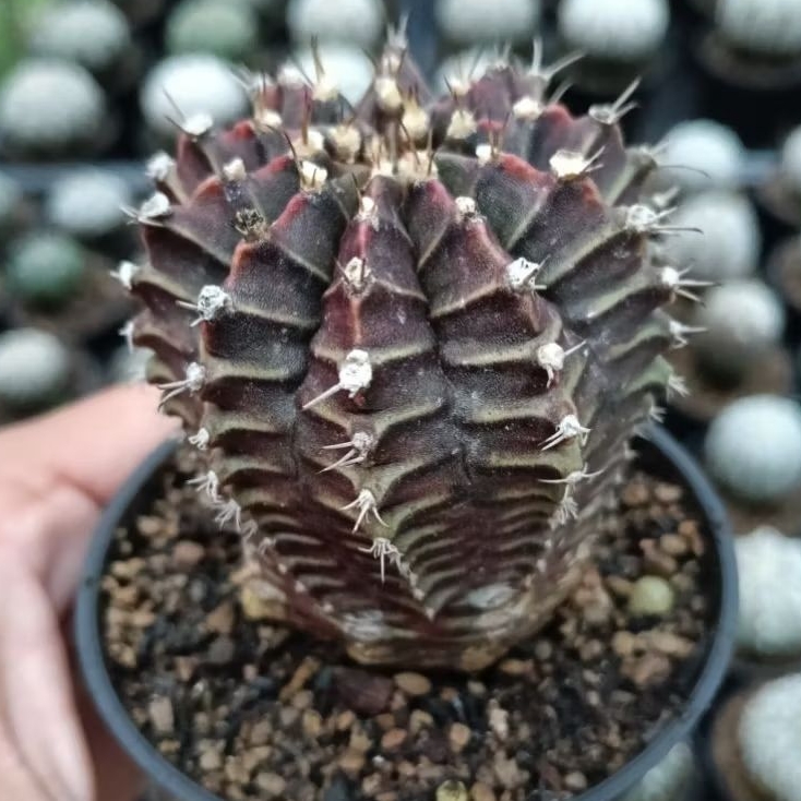kaktus Gymno purple/siklam ungu ownroot (perform tower)