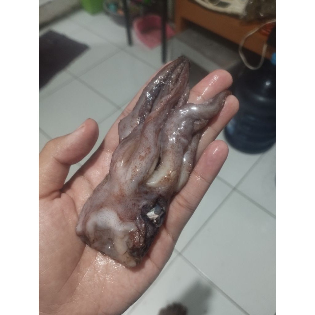 

Kepala cumi jumbo 1 kg