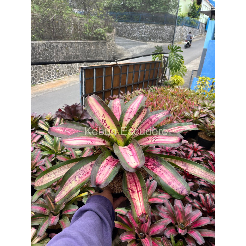 Bromelia Cilipo Besar - Tanaman Hias Bromelia Neoregelia Cilipo - Bromelia Koleksi