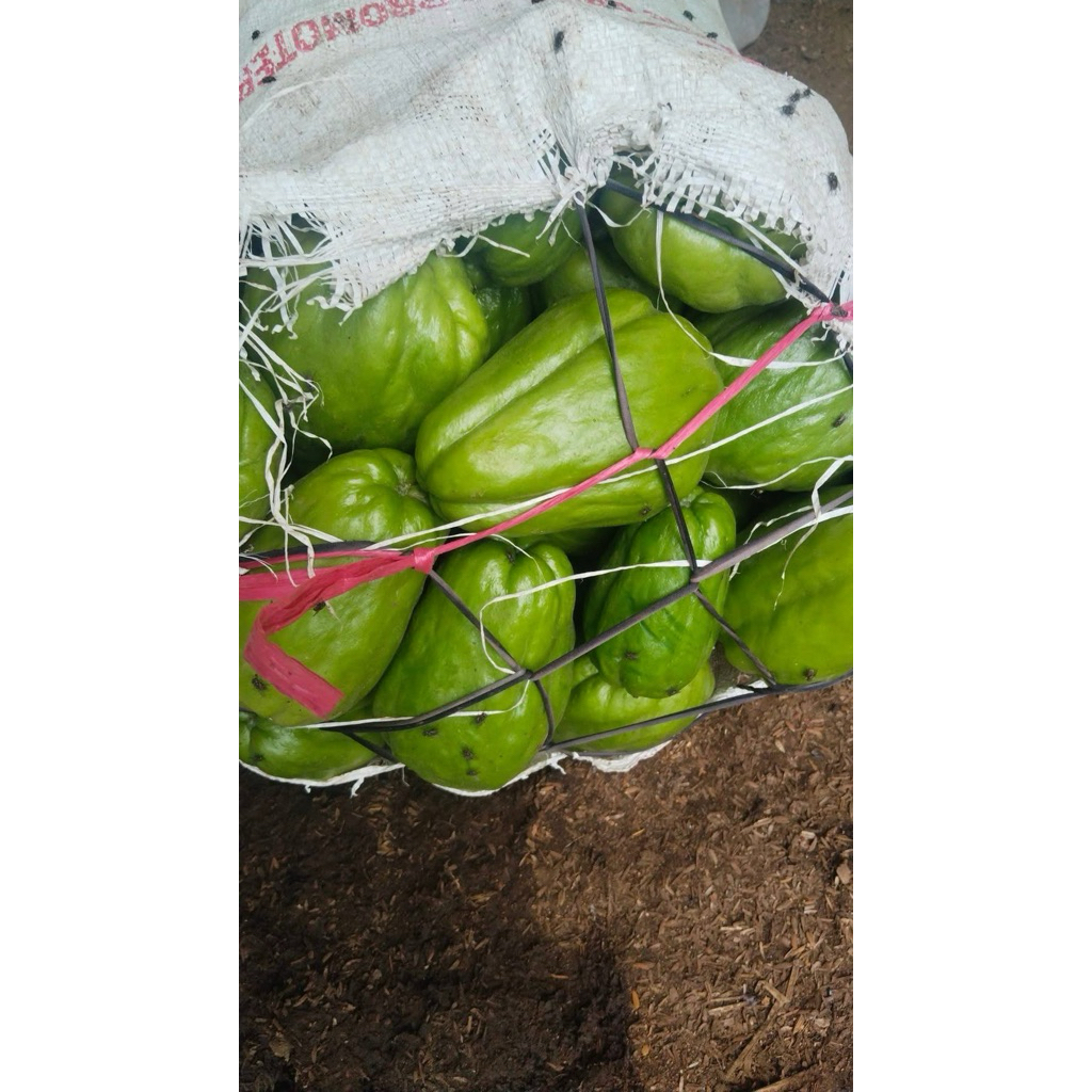 

Best Seller Labu siam besar- fresh 500gram