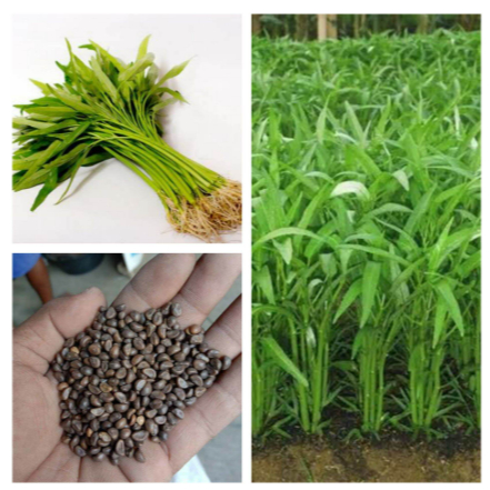 biji kangkung darat benih kangkung cabut bibit 150 biji